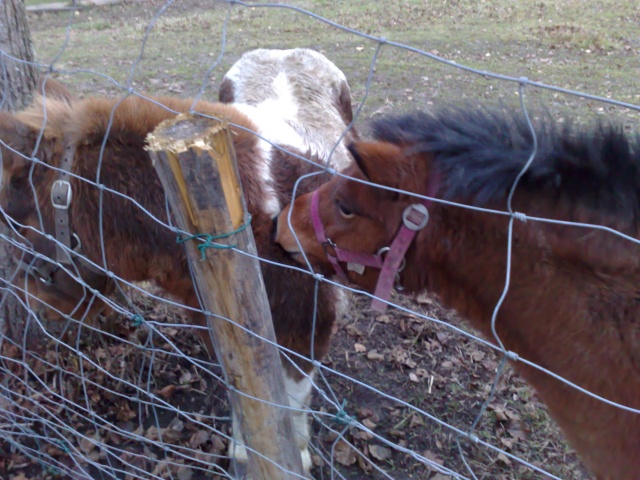 forum rencontre animaux