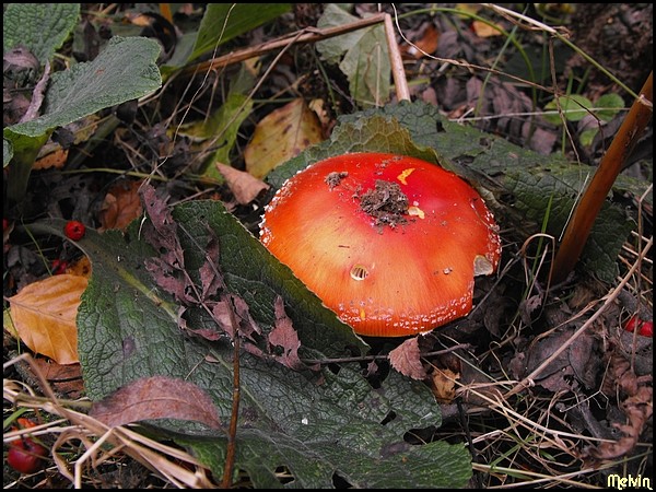 Image hébergée par servimg.com