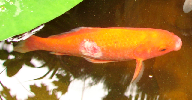 bassin poisson rouge maladie