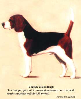 beagle10.jpg