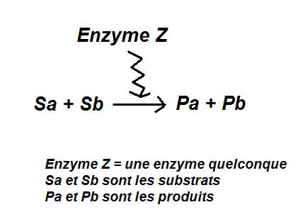 enzyme10.jpg