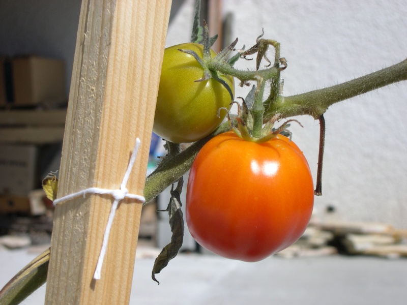 tomate10.jpg
