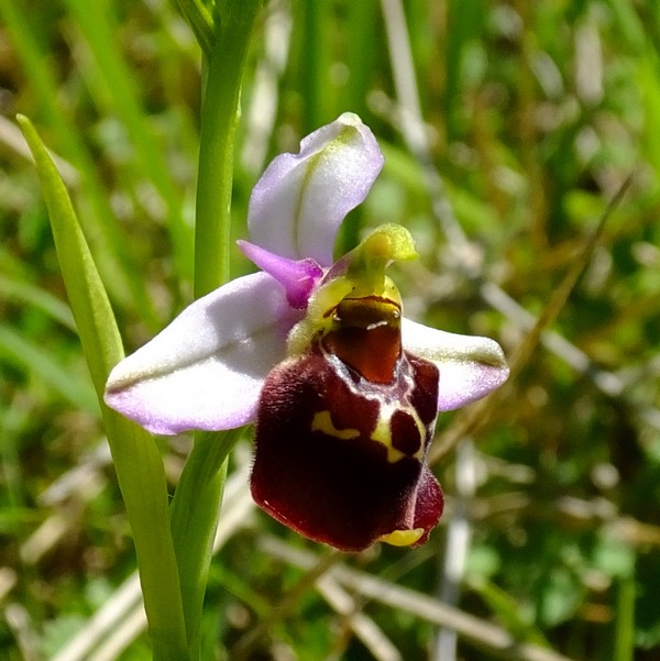 ophrys13.jpg