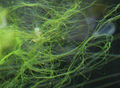 algues10.jpg