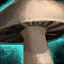 agaric11.png