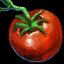 tomate10.png